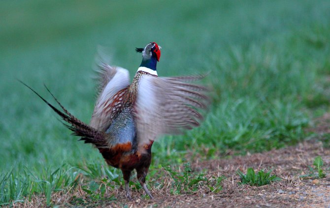 ring-necked pheasant