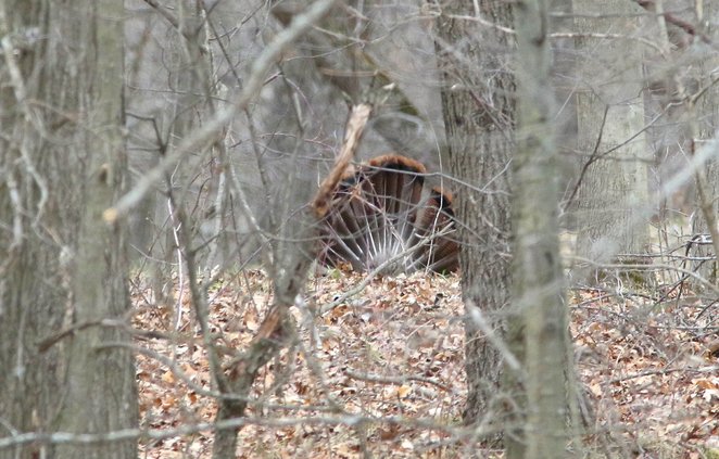 Turkey fanned in woods