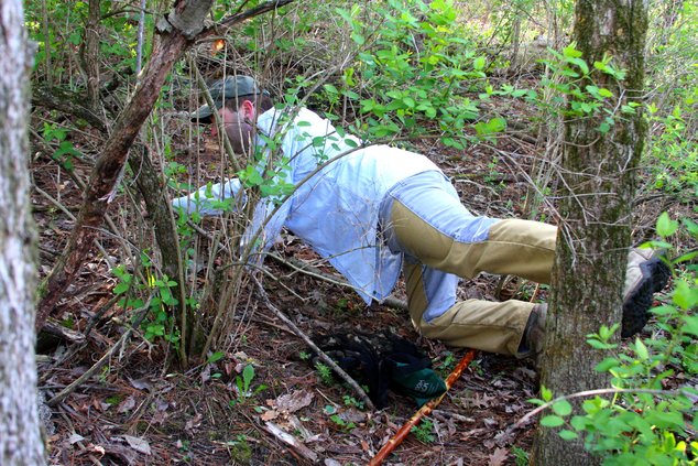Picking Morels