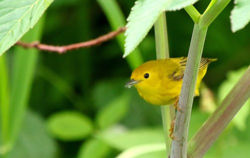 yellow warbler perches