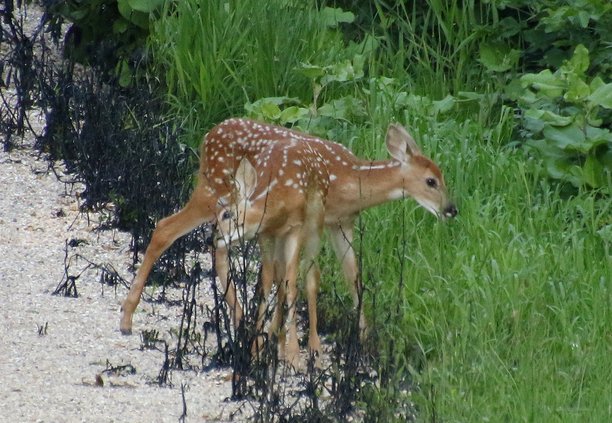 Twin Fawns