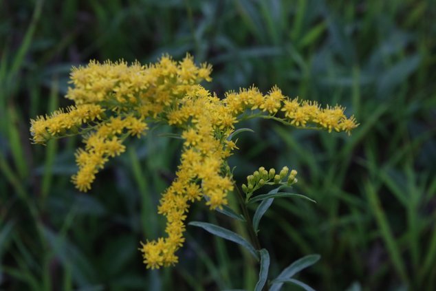Goldenrod