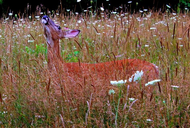 A Doe sniffing the air