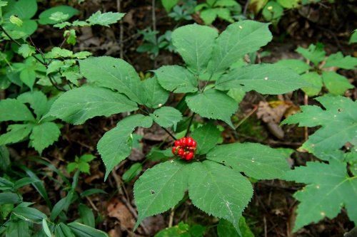 Wild ginseng