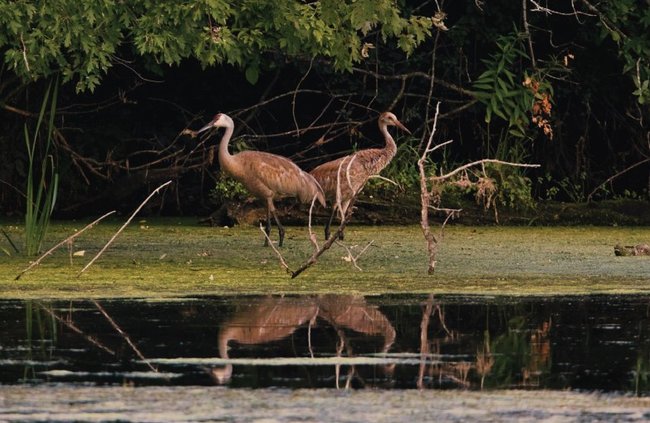 Cranes