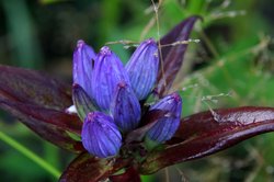 Blue Bottle Gentian