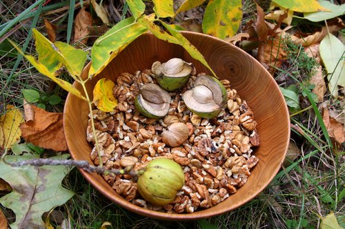 Hickory Nuts