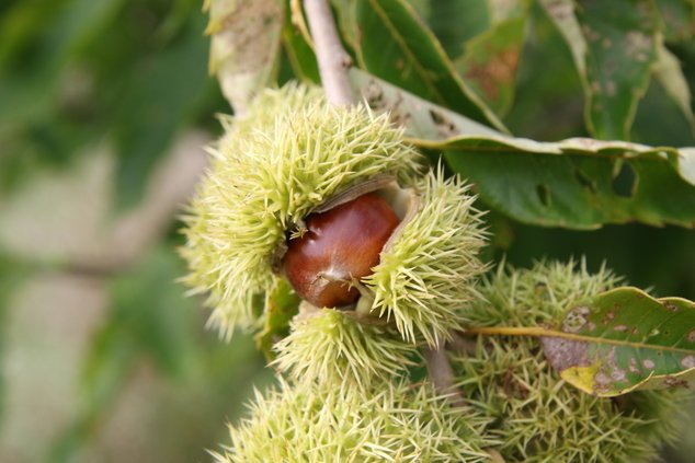 Chestnut