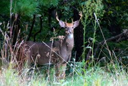 Whitetail in brush