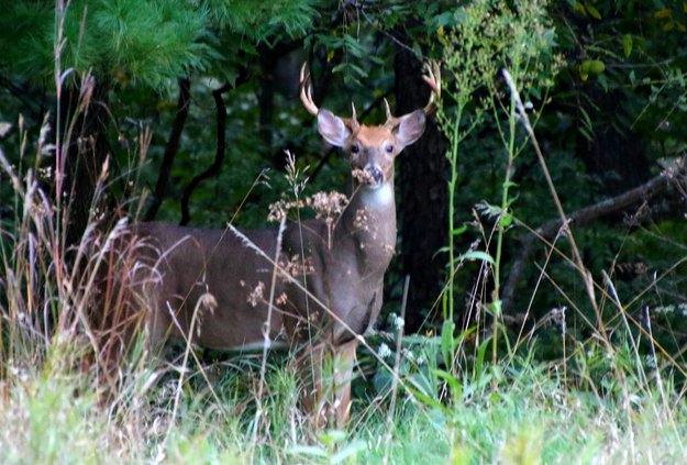 Whitetail in brush