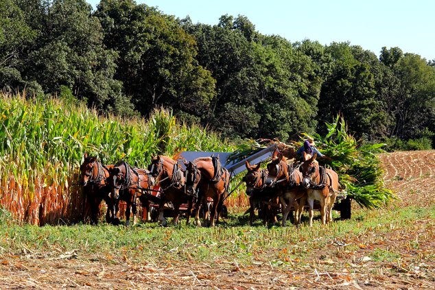 Harvesting with Horses