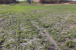 Cover Crop