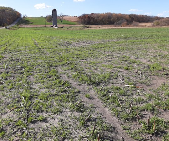 Cover Crop