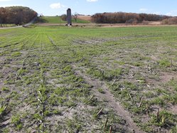 Cover Crop