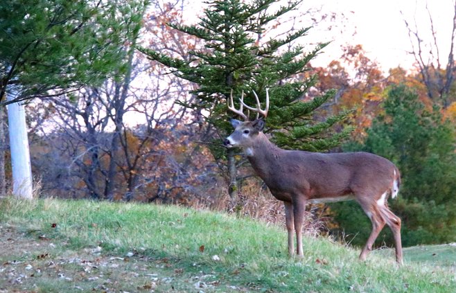Mature Buck