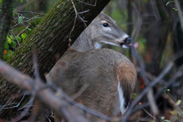 Deer behind Tree