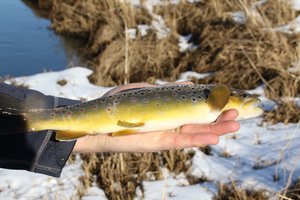 Brown Trout