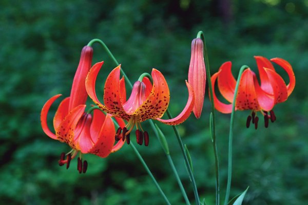 New Glarus Farmers Market Launches with Exciting Vendors!