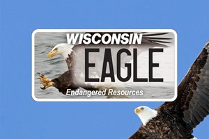 wisconsin eagle plate