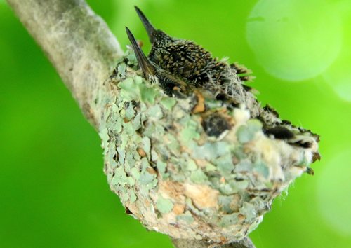 Hummingbirds in nest