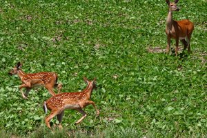 Doe and Twin Fawns