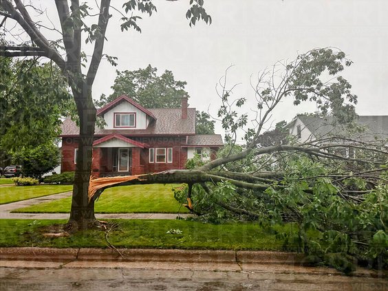 tree snapped