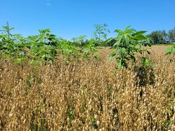Weeds