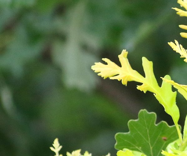 Bur Oak