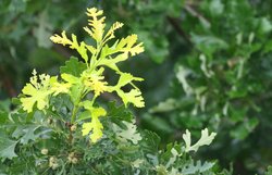 Bur Oak
