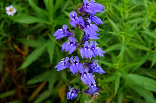 Blue Lobelia