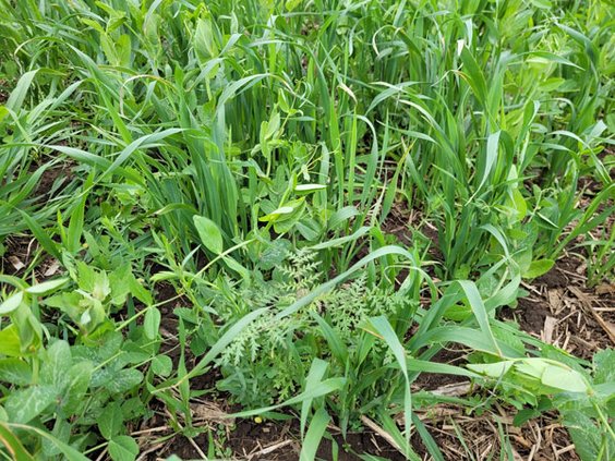 Cover Crop