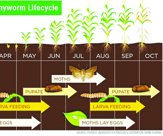 Army Worm lifecycle