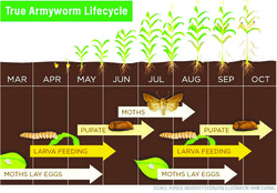 Army Worm lifecycle
