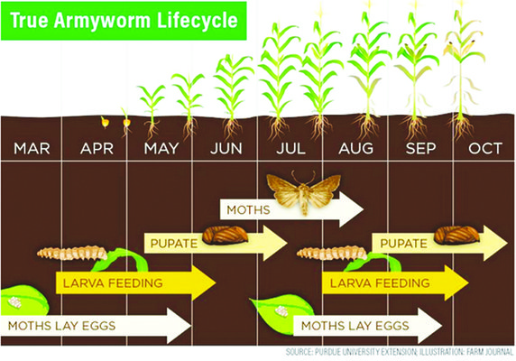 Army Worm lifecycle