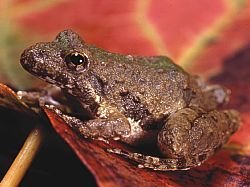 Blanchard's Frog