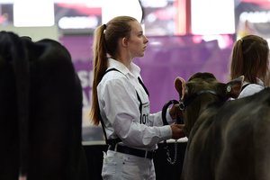 Dairy showing