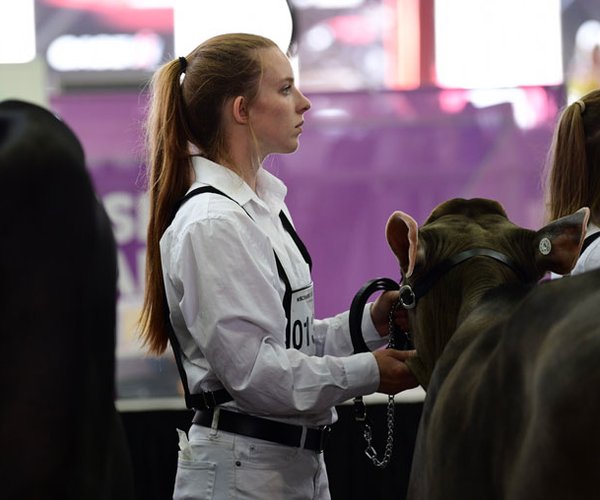 Dairy showing