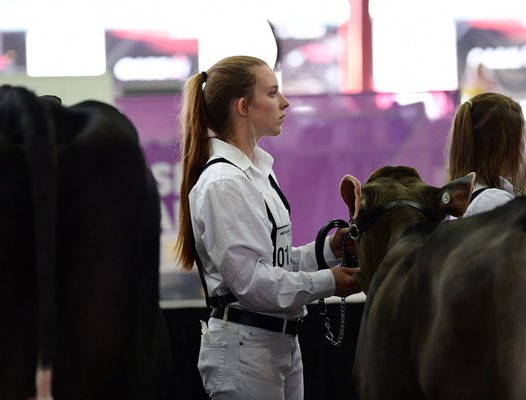 Dairy showing