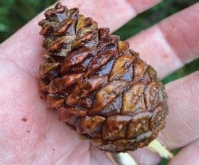 Pine Cone