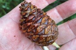 Pine Cone