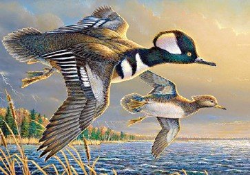 DNR announces 2026 Wild Turkey, Pheasant and Waterfowl Stamp Design Contest winners