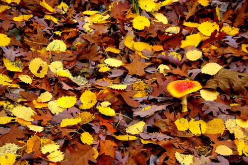 Mushroom on fall floor
