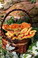 Polypore Mushroom