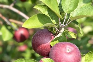 apple header