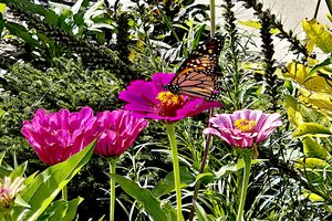 Library Butterfly Waystation
