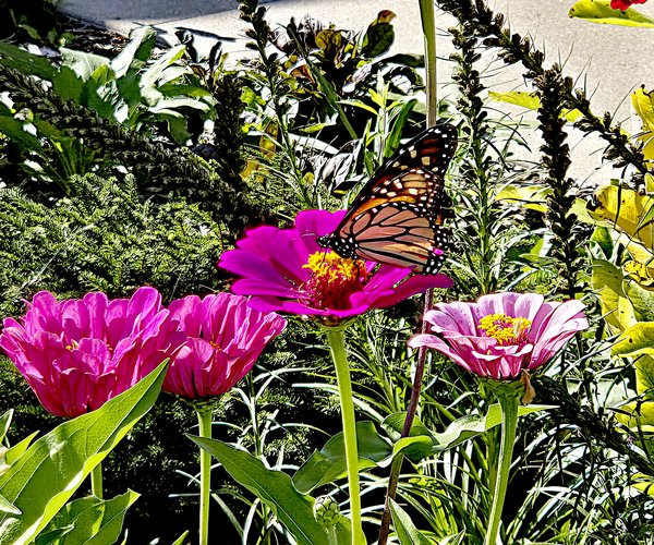 Library Butterfly Waystation