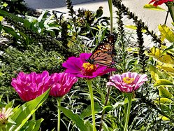 Library Butterfly Waystation