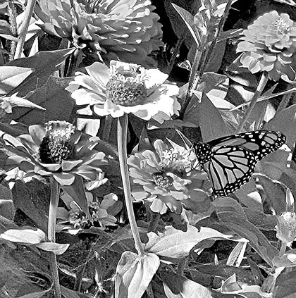 Monarch Butterflies