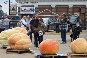 pumpkin growers