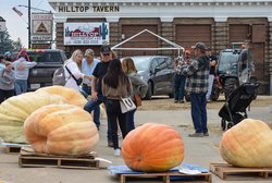 pumpkin growers